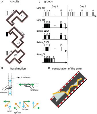 Two Processes in Early Bimanual Motor Skill Learning